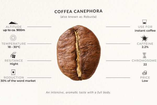 Thành phần trong hạt cà phê robusta là gì ?